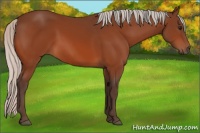 Horse Color:Silver Bay 