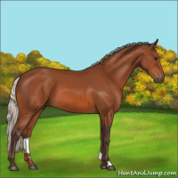Horse Color:Silver Bay 