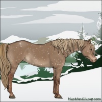 Horse Color:Liver Red Dun Appaloosa Rabicano
