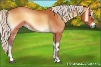 Horse Color:Silver Bay Roan Onyx