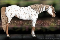 Horse Color:Chestnut Appaloosa