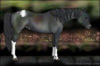 Horse Color:Black Appaloosa 