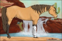Horse Color:Buckskin Varnish Rabicano 