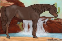 Horse Color:Liver Chestnut Rabicano 