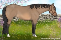 Horse Color:Bay Dun