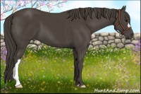 Horse Color:Smoky Black