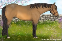 Horse Color:Buckskin 