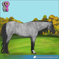 Horse Color:Blue Roan 