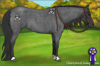 Horse Color:Blue Roan 