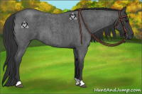 Horse Color:Blue Roan