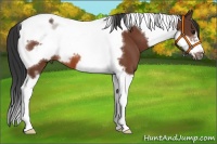 Horse Color:Bay Tobiano Frame 