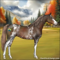 Horse Color:White Spotted Liver Chestnut 