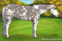 Horse Color:Grullo Sabino Appaloosa 