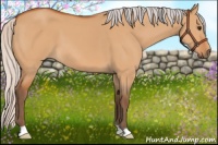 Horse Color:Silver Bay Dun