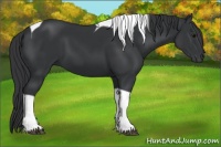 Horse Color:Black Tobiano 