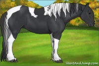 Horse Color:Black Tobiano 