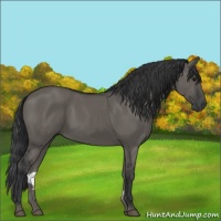 Horse Color:Grullo Sabino