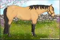 Horse Color:Buckskin Roan 
