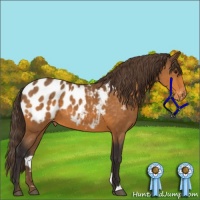 Horse Color:Buckskin Appaloosa