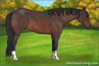 Horse Color:Brown Roan 