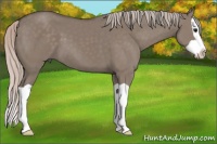 Horse Color:Silver Grullo Splash