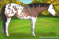 Horse Color:Bay Roan Splash Appaloosa 