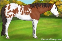 Horse Color:Bay Splash Appaloosa