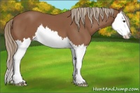 Horse Color:Chestnut Splash 