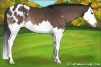 Horse Color:Brown Sabino Splash Appaloosa Rabicano