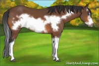 Horse Color:Bay Splash Frame 