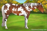Horse Color:White Spotted Silver Buckskin 
