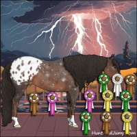 Horse Color:Liver Chestnut Appaloosa