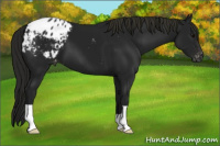 Horse Color:Gray Smoky Black Appaloosa 