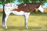 Horse Color:Bay Splash Appaloosa 