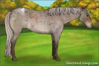 Horse Color:Silver Brown Roan Appaloosa 