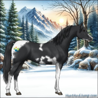 Horse Color:Black Tobiano Frame 