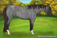 Horse Color:Liver Red Roan 