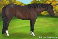 Horse Color:Brown 