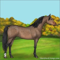 Horse Color:Brown Dun 
