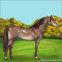 Horse Color:White Spotted Chocolate Bay Dun Rabicano 