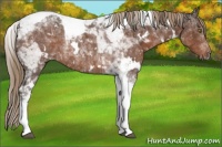 Horse Color:White Spotted Liver Chestnut Tobiano 