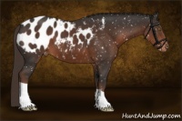 Horse Color:Liver Chestnut Appaloosa 