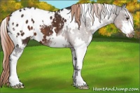 Horse Color:White Spotted Liver Chestnut Sabino Varnish 