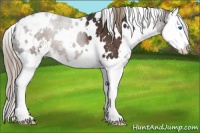 Horse Color:White Spotted Liver Chestnut Sabino Splash Snowflake Varnish 