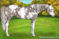 Horse Color:White Spotted Silver Grullo Ice Splash Appaloosa 