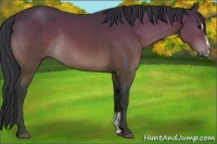 Horse Color:Brown Sabino Rabicano 