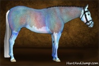 Horse Color:Brown Roan Splash Rabicano 