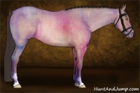 Horse Color:Sable Champagne Roan Rabicano
