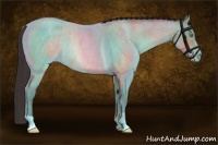 Horse Color:Sable Champagne Roan Rabicano 