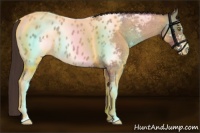 Horse Color:Classic Champagne Roan Sabino Appaloosa 